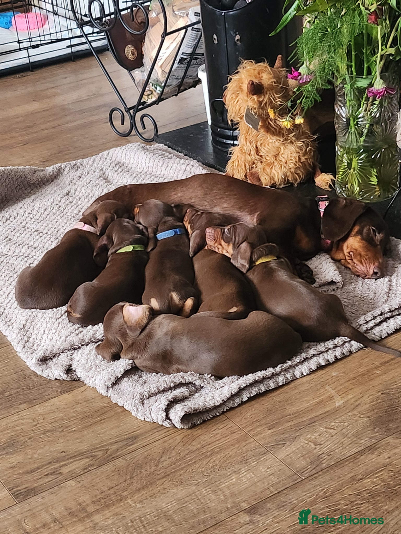 Miniature Dachshund dogs Choc and tan female  - Advert 1
