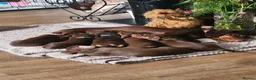 Miniature Dachshund dogs for sale: Choc and tan female  - Advert 1