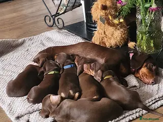 Miniature Dachshund dogs Choc and tan female - Advert 1