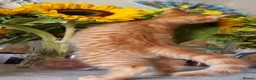 Mixed Breed cats for sale: We looking for home - Advert 5