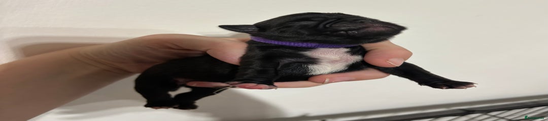 Pug Puppy 1