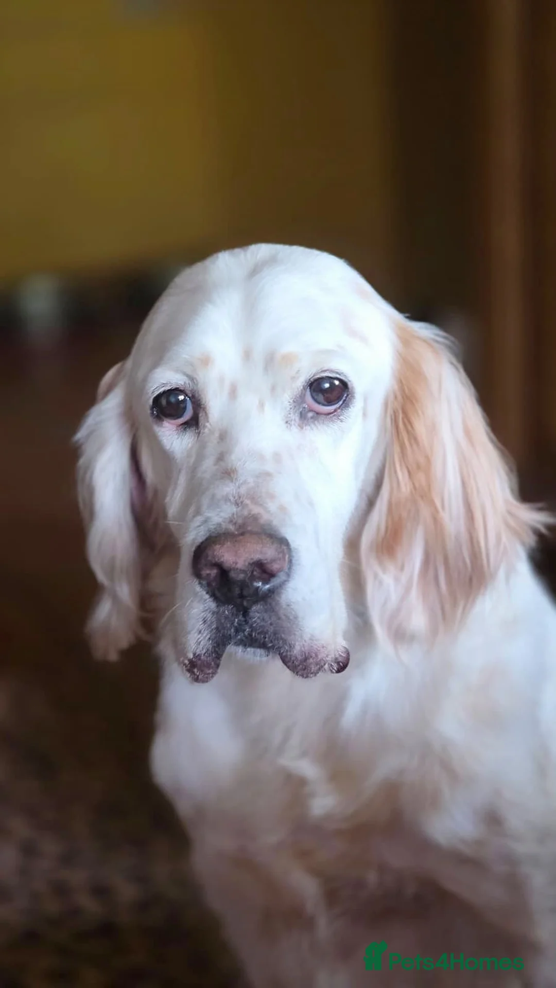 English Setter dogs for adoption: Jana  in New Romney - Advert 7