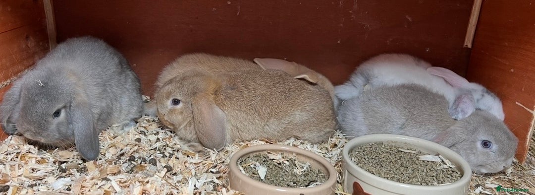 Mini Lop rabbits for sale: Gorgeous mini lops ready now! - Advert 3