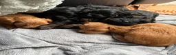 Toy Poodle dogs for sale: Toy Poodle Puppies - Advert 2