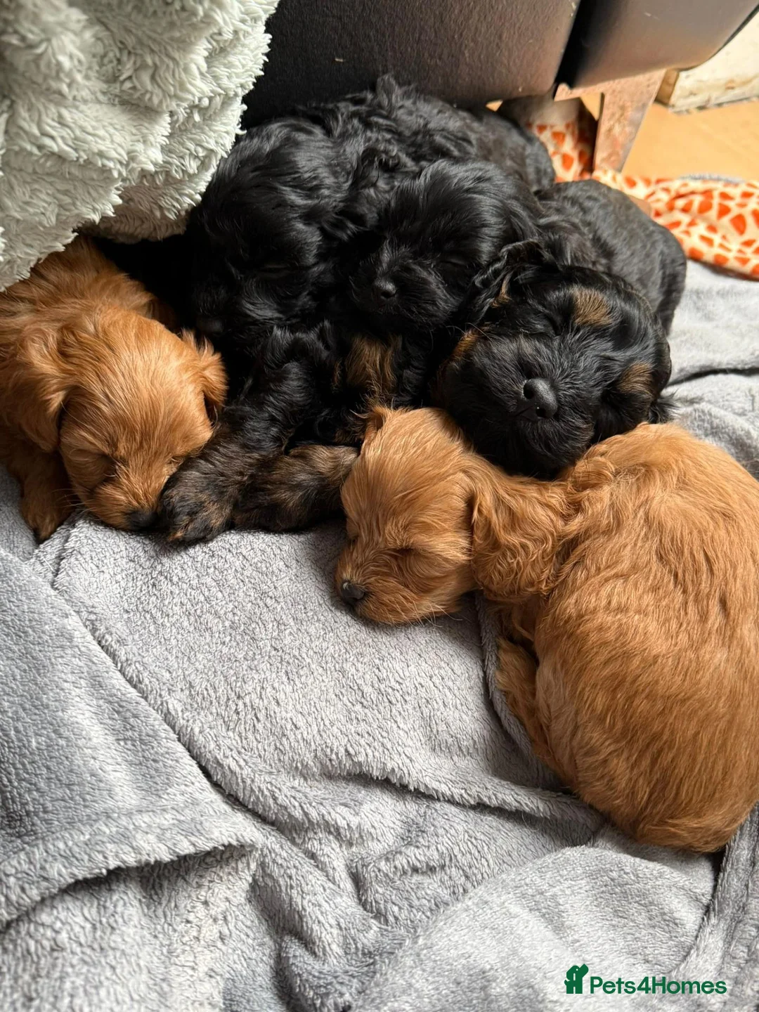 Toy Poodle dogs for sale: Toy Poodle Puppies - Advert 2