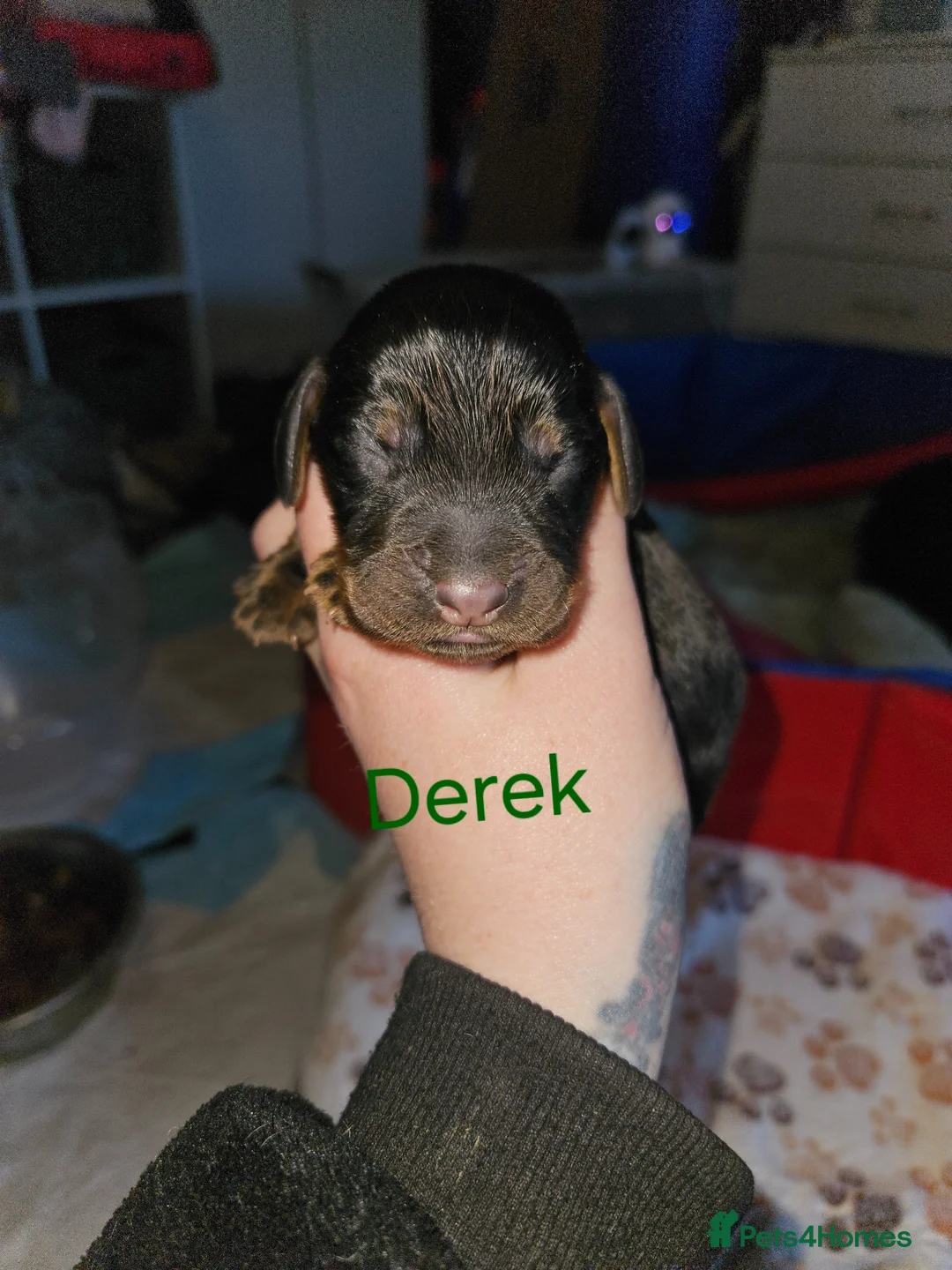 Cocker Spaniel dogs for sale: English cocker spaniel working strain - Advert 8