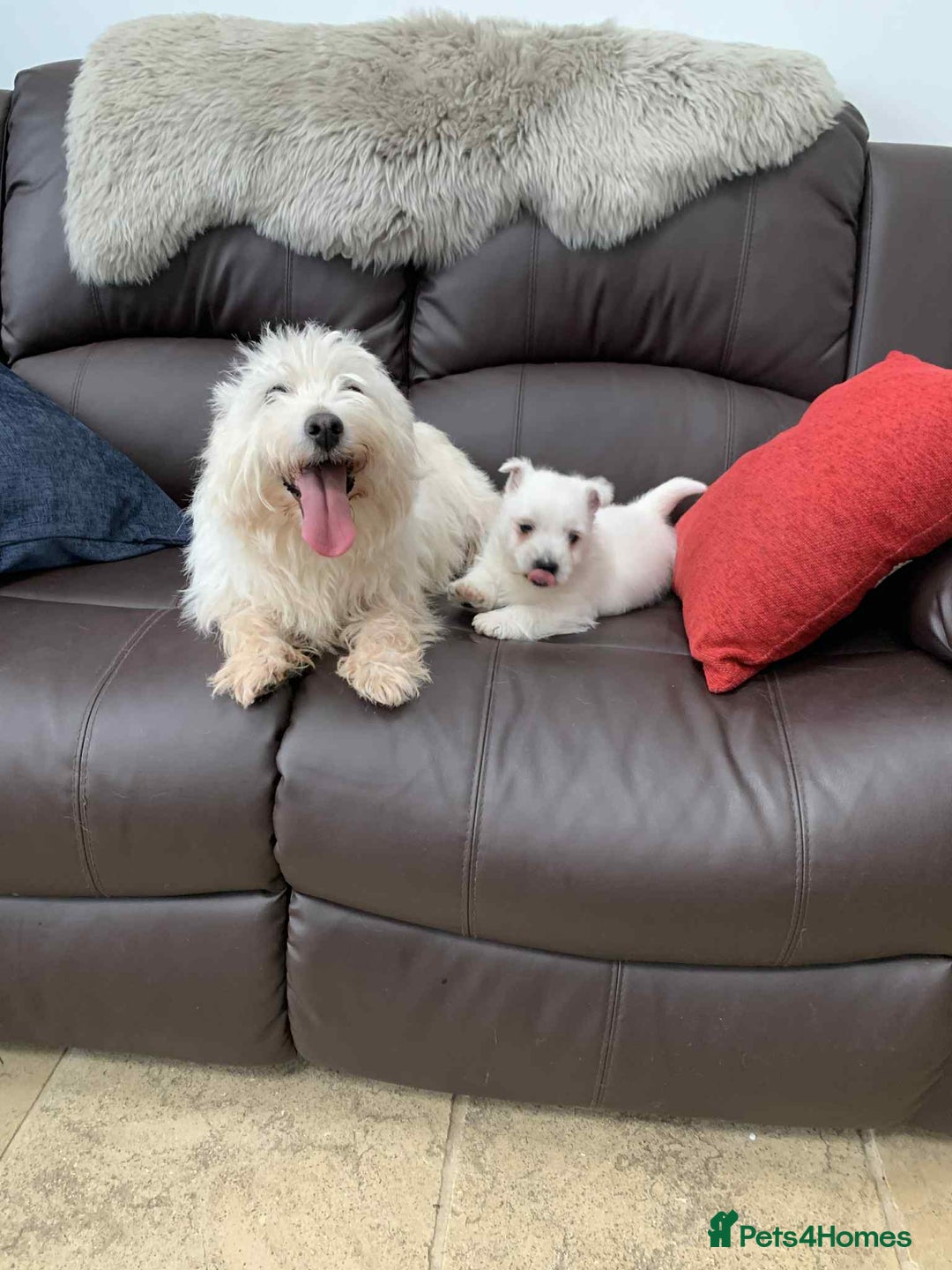 West Highland Terrier dogs for sale: Gorgeous Westie - Advert 1