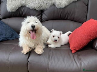 West Highland Terrier dogs Gorgeous Westie - Advert 4