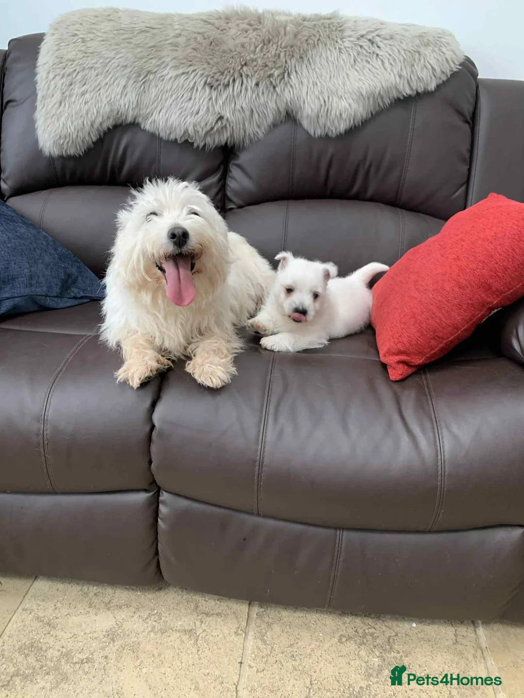 West Highland Terrier dogs for sale: Gorgeous Westie - Advert 1
