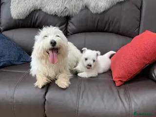 West Highland Terrier dogs Gorgeous Westie - Advert 3