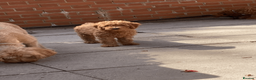 Labradoodle dogs for sale: Ready to leave Miniature Labradoodle puppies - Advert 3
