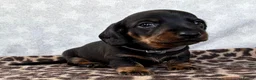 Miniature Dachshund dogs for sale: 🏆KC Registered Miniature Dachshund Puppies 🐾  - Advert 7