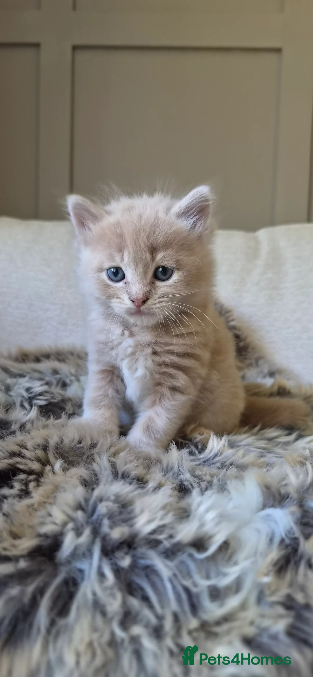 Mixed Breed cats for sale: 3 Beige Males for Sale in Ross-on-Wye - Advert 20