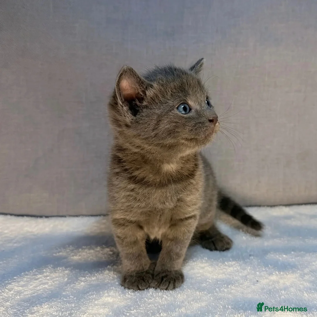 Bombay cats for sale: 2 Bombay mixed kittens - Advert 18