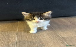 Mixed Breed cats for sale: Gorgeous Maine coone cross kittens! - Image 9