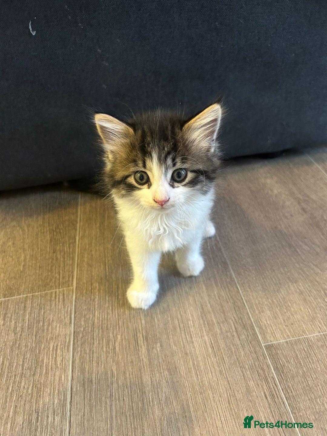 Mixed Breed cats for sale: Gorgeous Maine coone cross kittens! - Image 9