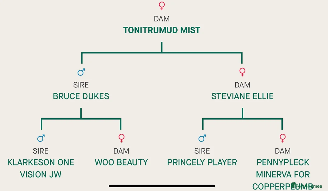 Dalmatian dogs for sale: KC Registered Dalmatian Pups Due 18th March - Advert 4