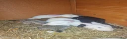 Rex rabbits for sale: Baby rabbit - Advert 1