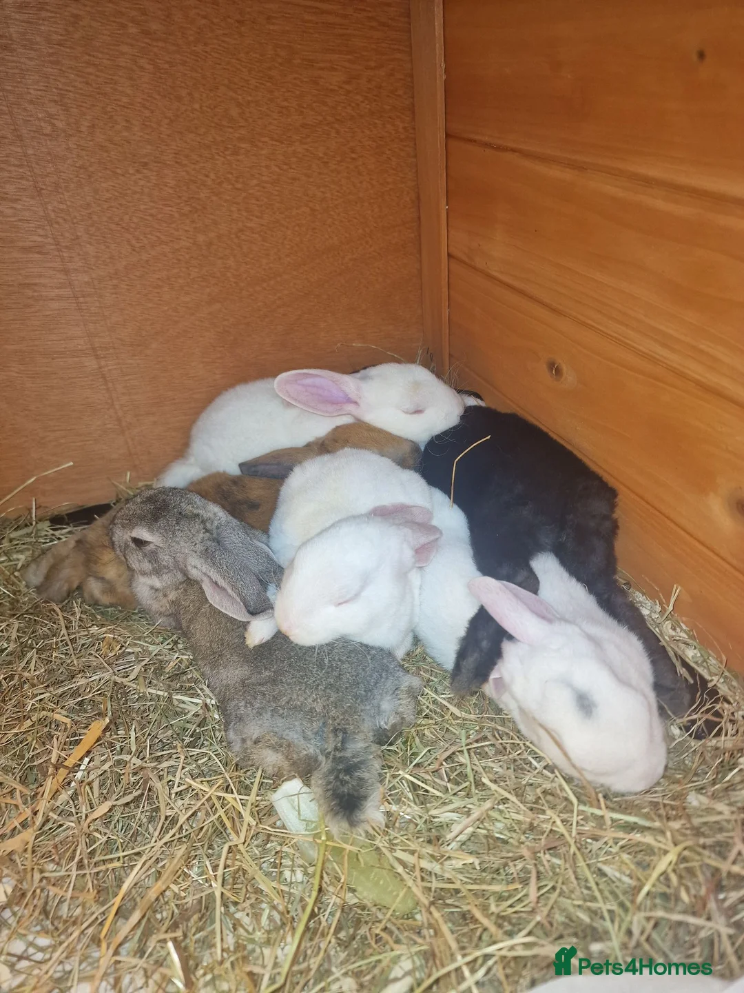 Rex rabbits for sale: Baby rabbit - Advert 1