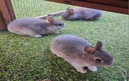 Netherland Dwarf rabbits for sale: BABY NETHERLAND DWARF BUCKS  - Image 3