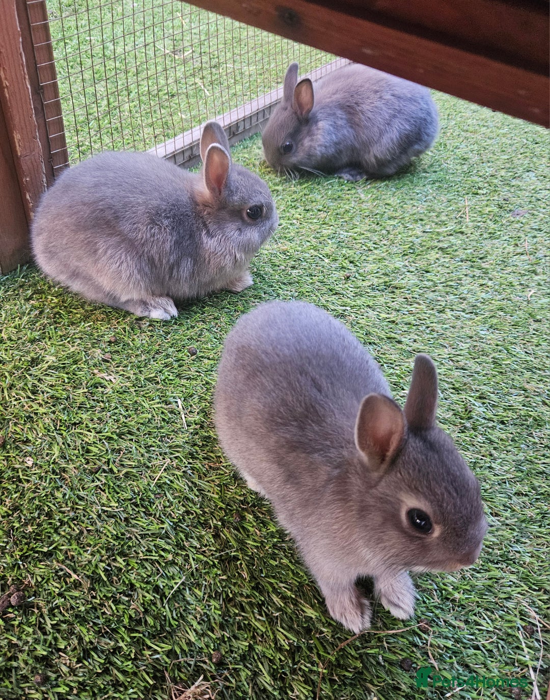 Netherland Dwarf rabbits for sale: BABY NETHERLAND DWARF BUCKS  - Image 3
