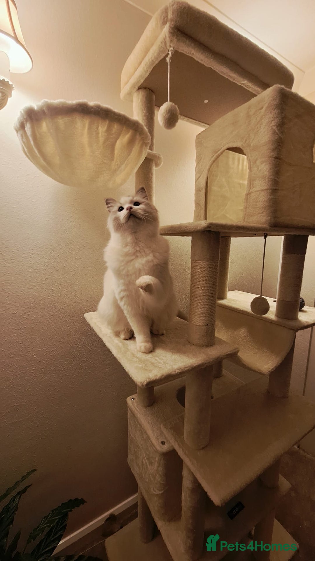 Ragdoll cats for sale: GCCF Pedigree Ragdoll Kitten - Advert 2