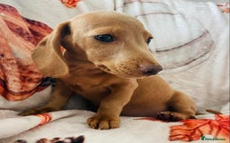 Miniature Dachshund dogs for sale: Miniature dachshunds - Image 4