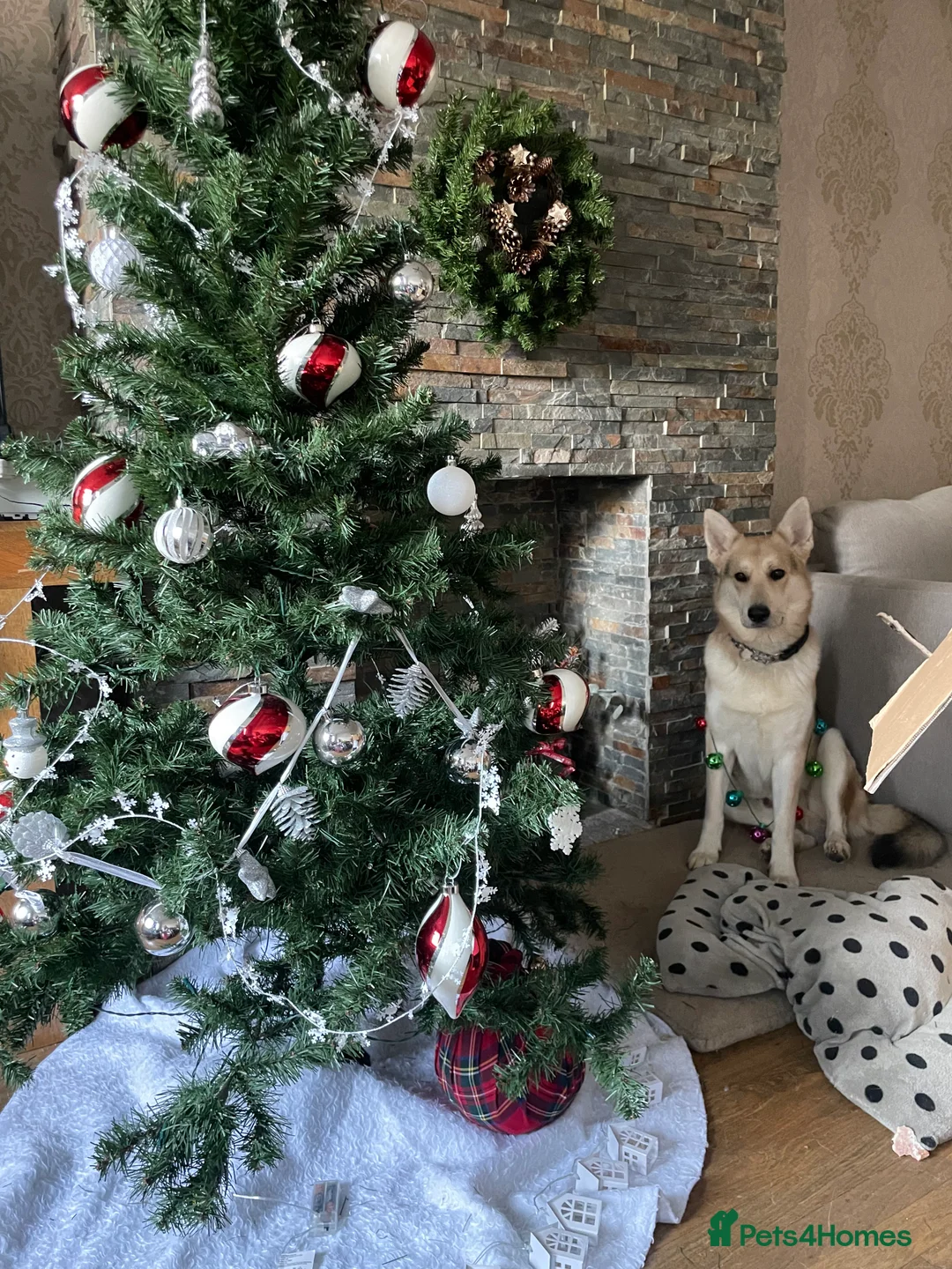 German Shepherd dogs for stud: Exceptional bi-coloured German Shepherd  - Advert 9