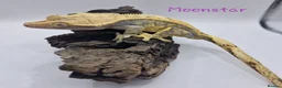 Gecko reptiles for sale: Proven Female crested gecko - Advert 2