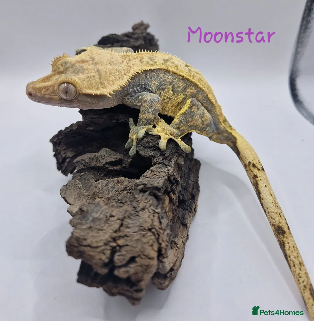 Gecko reptiles for sale: Proven Female crested gecko - Advert 2