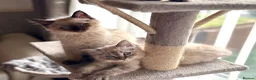 Ragdoll cats for sale: Beautiful ragdoll - Advert 3