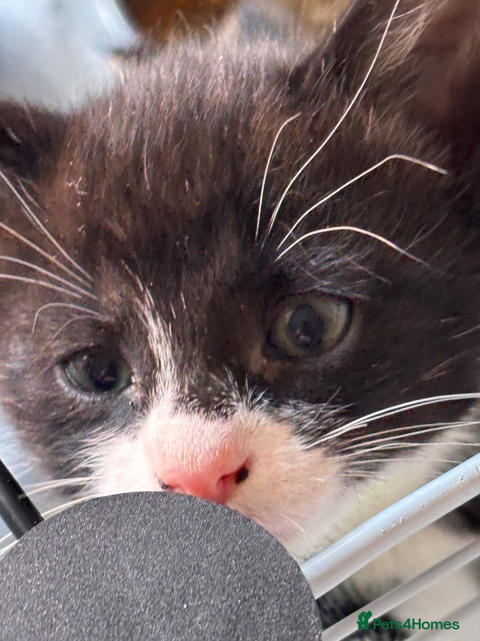 Mixed Breed cats Only 3 LEFT- 6 beautiful kittens.  - Advert 2