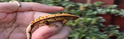 Gecko reptiles for sale: Crested geckos  - Advert 17