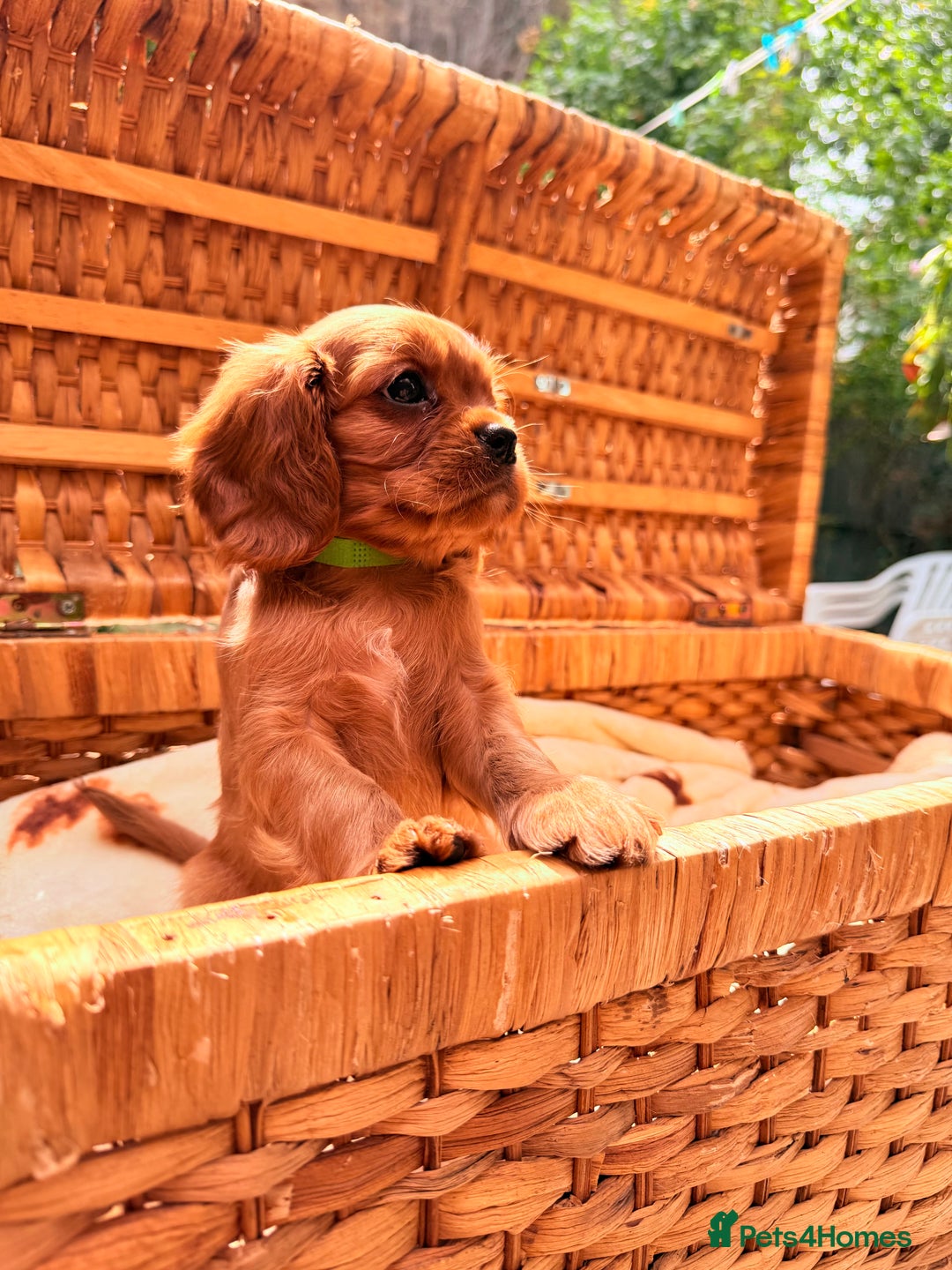 Cavalier King Charles Spaniel dogs for sale: Quality KC Health Tested Ruby CKCS Pups For  Sale - Image 12