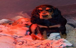 Cocker Spaniel dogs for sale: Show cocker spaniel pups  - Image 31
