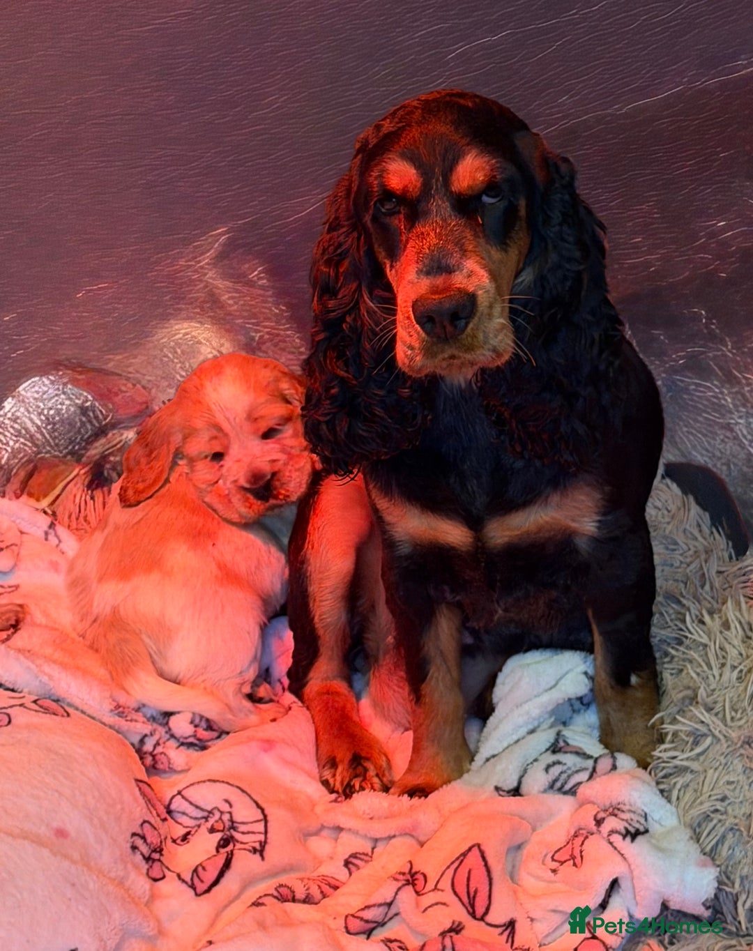 Cocker Spaniel dogs for sale: Show cocker spaniel pups  - Image 31