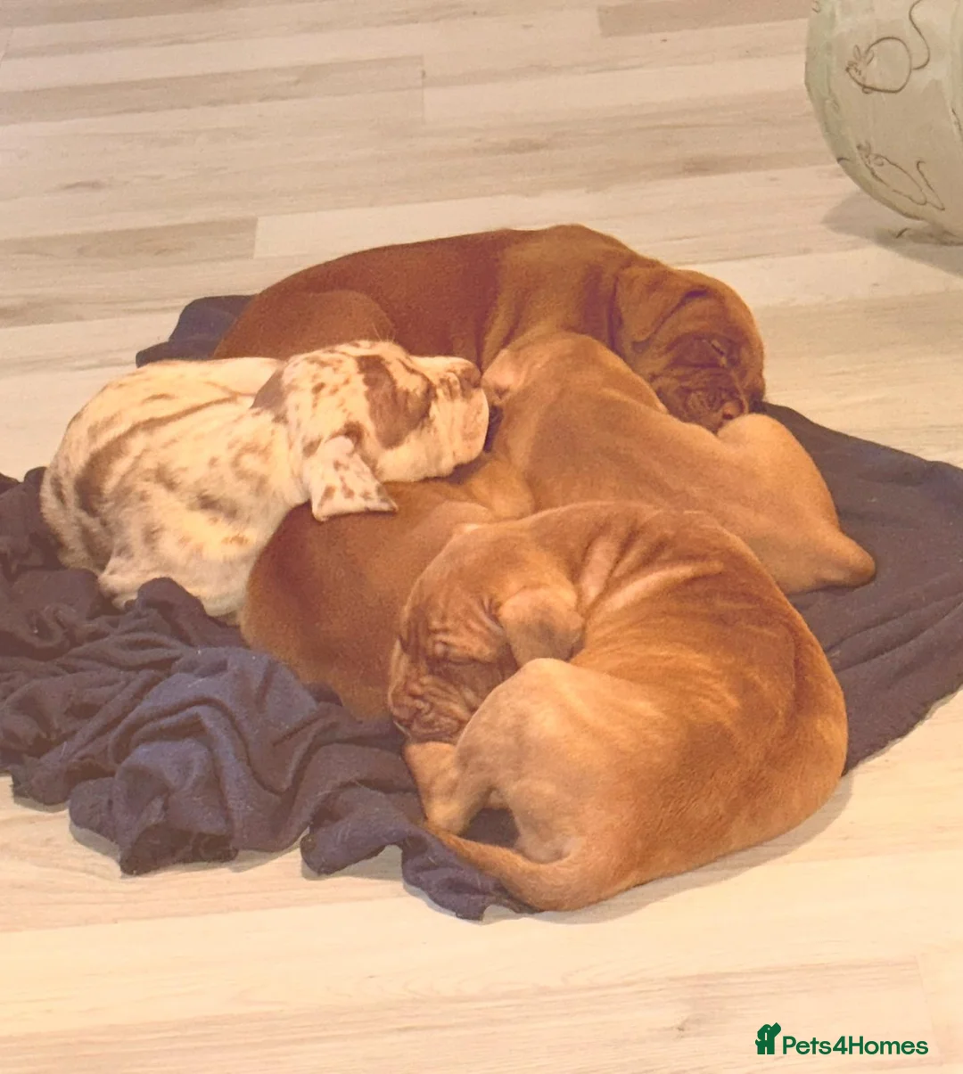 Mixed Breed dogs for sale: Presa canerio cross american bulldog cross - Advert 3