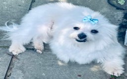 Maltese dogs for stud: Well proven, Kc registered Maltese for stud. in Northampton - Image 3