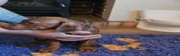 Rhodesian Ridgeback dogs for sale: K.c registered DNA clear pups  - Advert 9