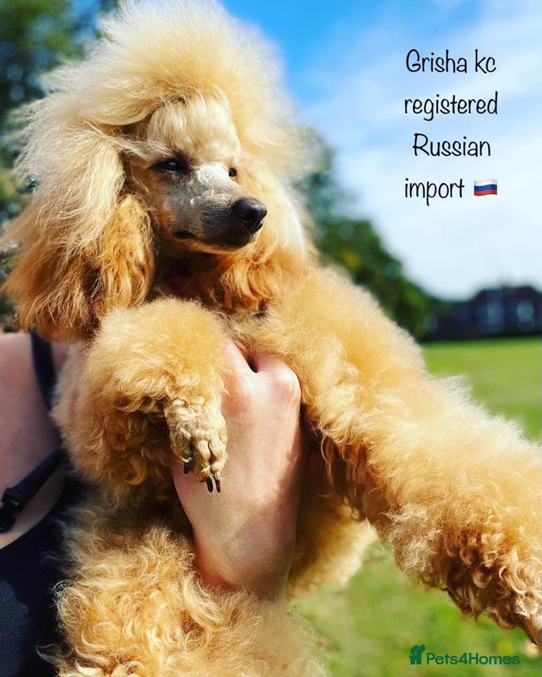 Miniature Poodle dogs for stud: 🇷🇺 Russian import kc reg poodle 🇷🇺  in Newcastle - Advert 9