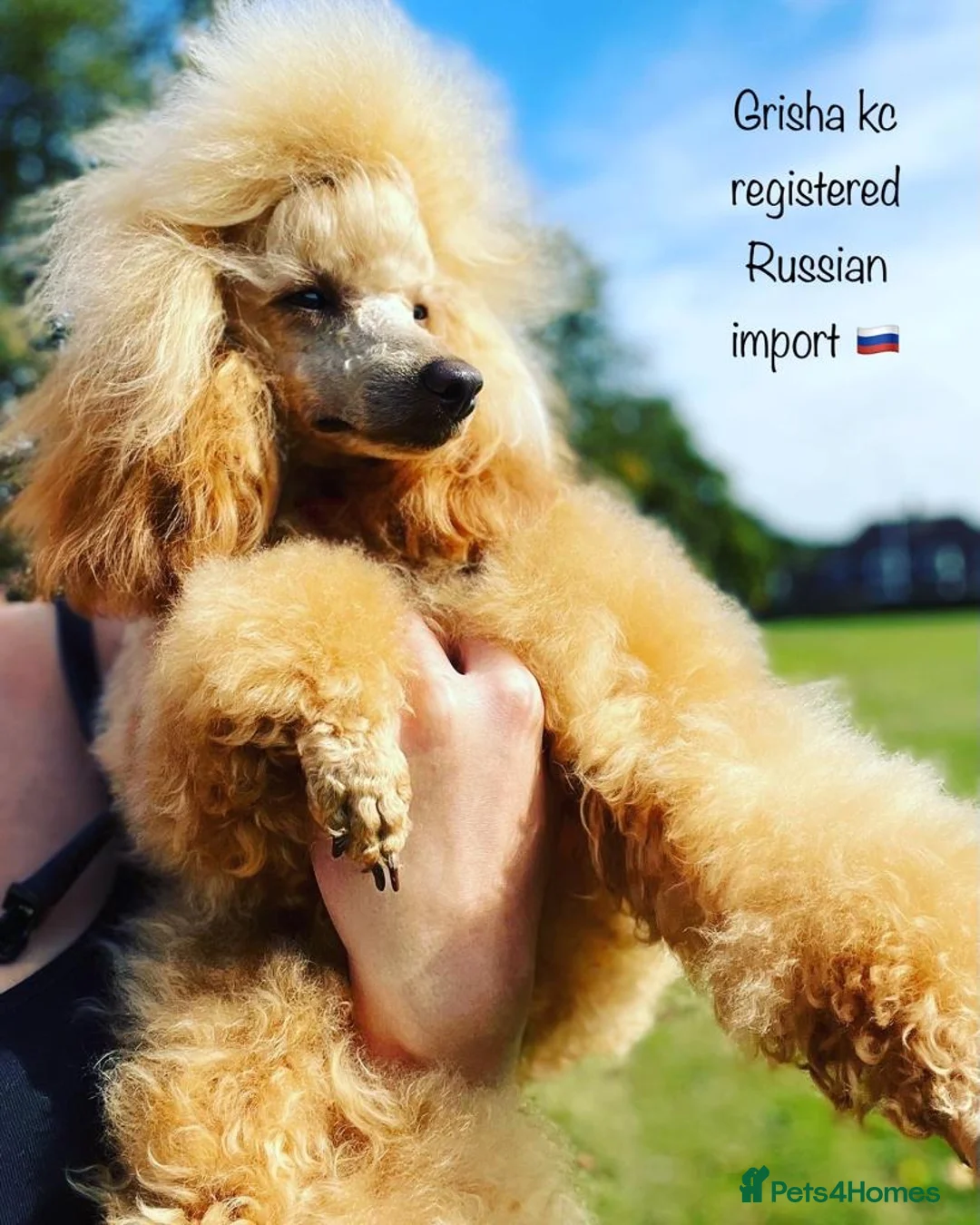 Miniature Poodle dogs for stud: 🇷🇺 Russian import kc reg poodle 🇷🇺  in Newcastle - Advert 9
