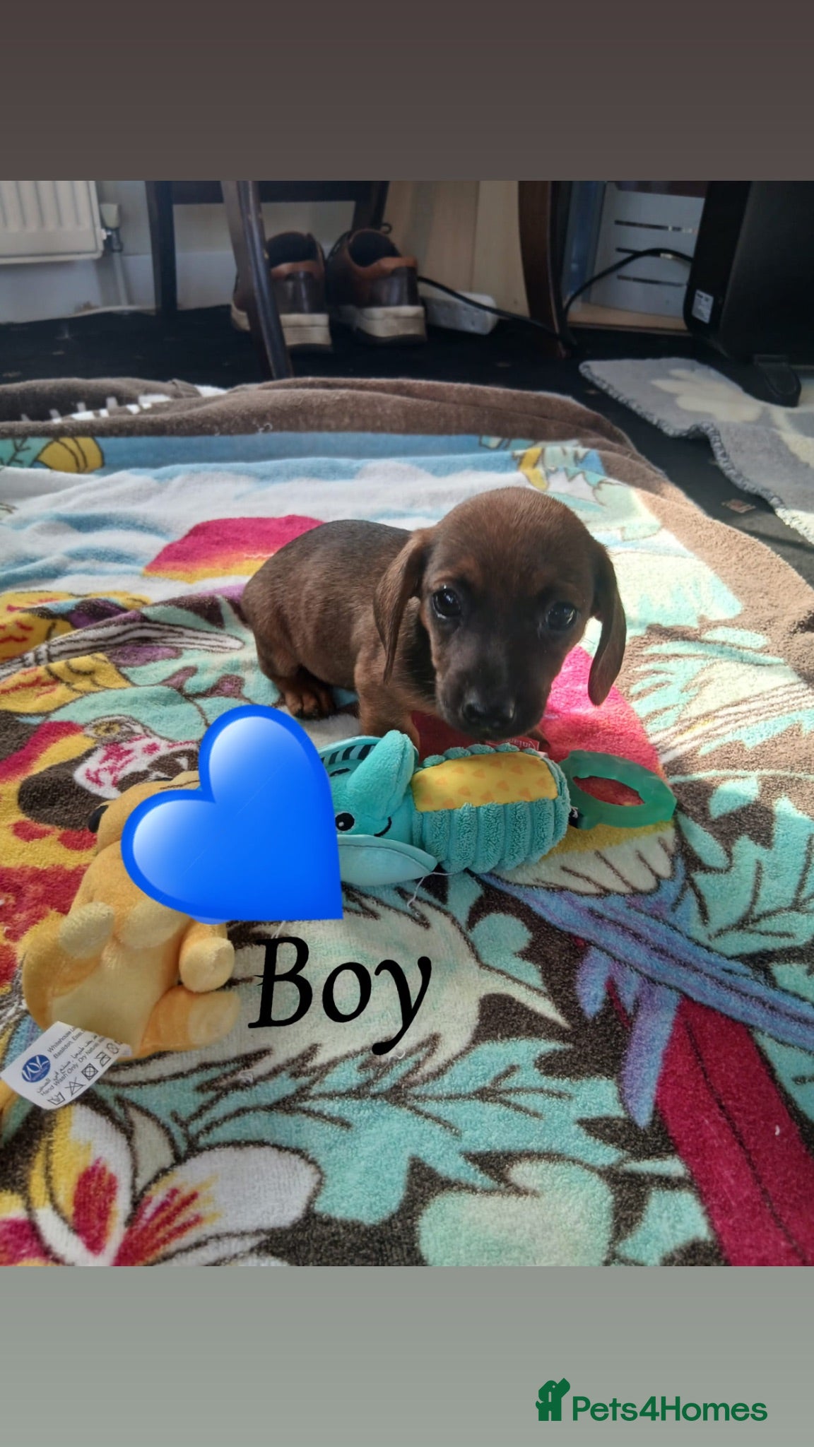 Dachshund dogs 4 Beautiful Dachshunds - Advert 4
