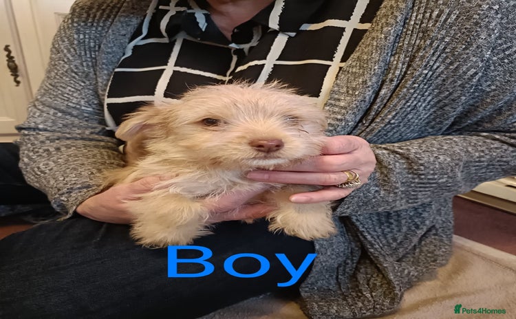 Norfolk Terrier dogs - Advert 1