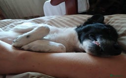 Mixed Breed dogs for adoption: 💖🐶 ELZA 🐶💖 - Image 12