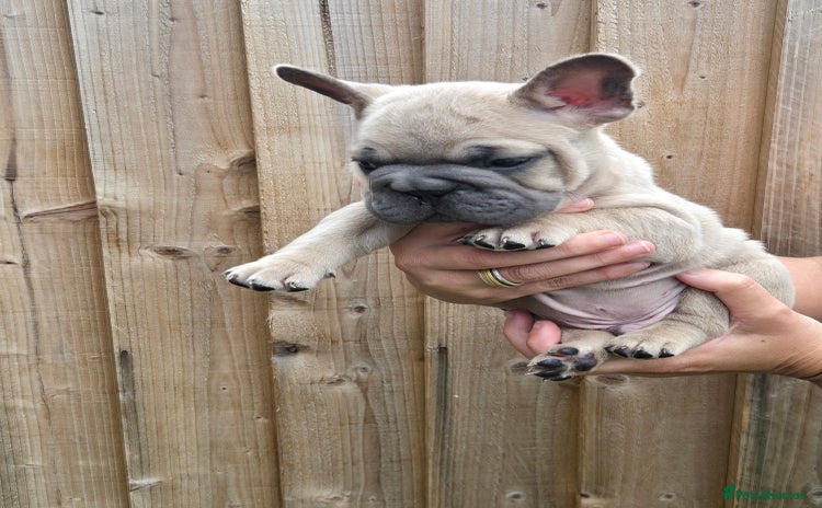 French Bulldog dogs - Advert 10