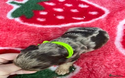 Cockapoo dogs for sale: Cockapoo puppies Rainbow litter  - Image 19