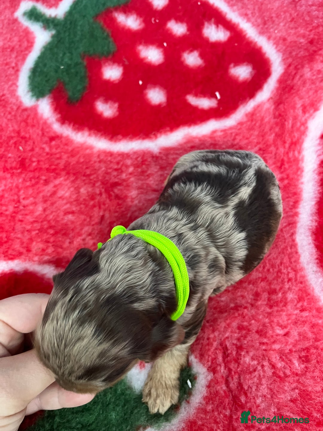 Cockapoo dogs for sale: Cockapoo puppies Rainbow litter  - Image 19