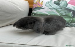 Mini Lop rabbits for sale: Pair of beautiful mini lops - Image 7