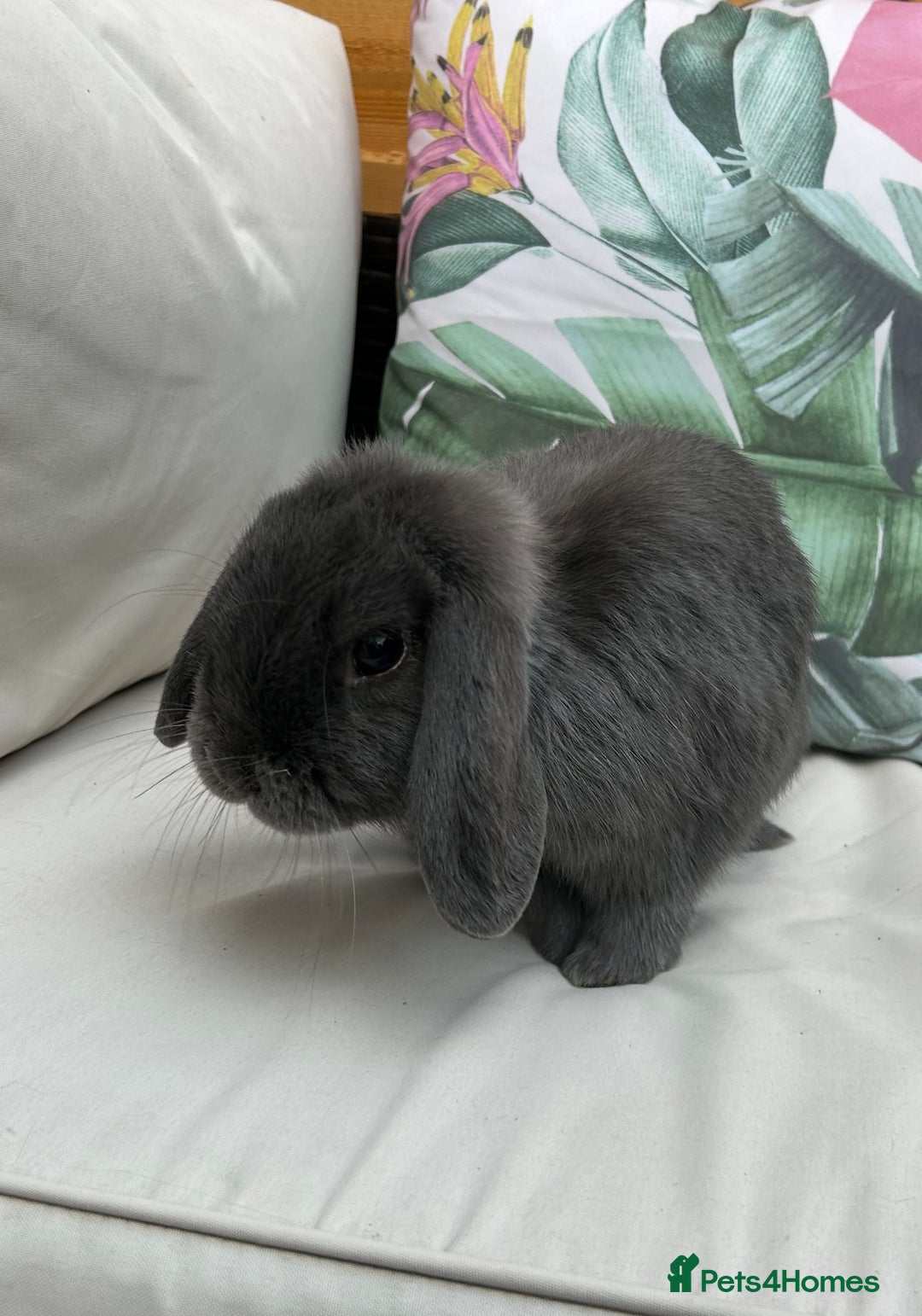 Mini Lop rabbits for sale: Pair of beautiful mini lops - Image 7