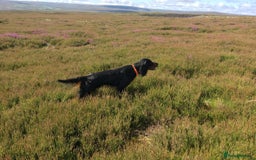 Mixed Breed dogs for sale: Gordondoodle  - Image 8